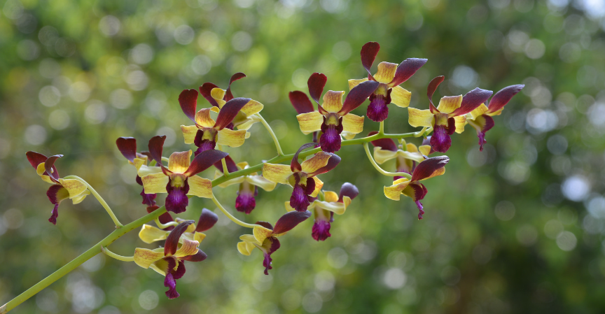 A vibrant orchid branch with multiple purple and yellow purples. 