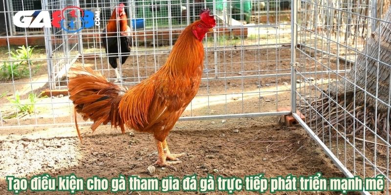 Tạo điều kiện cho gà tham gia đá gà trực tiếp phát triển mạnh mẽ