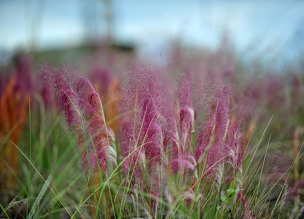 Origin and History Muhly Grass