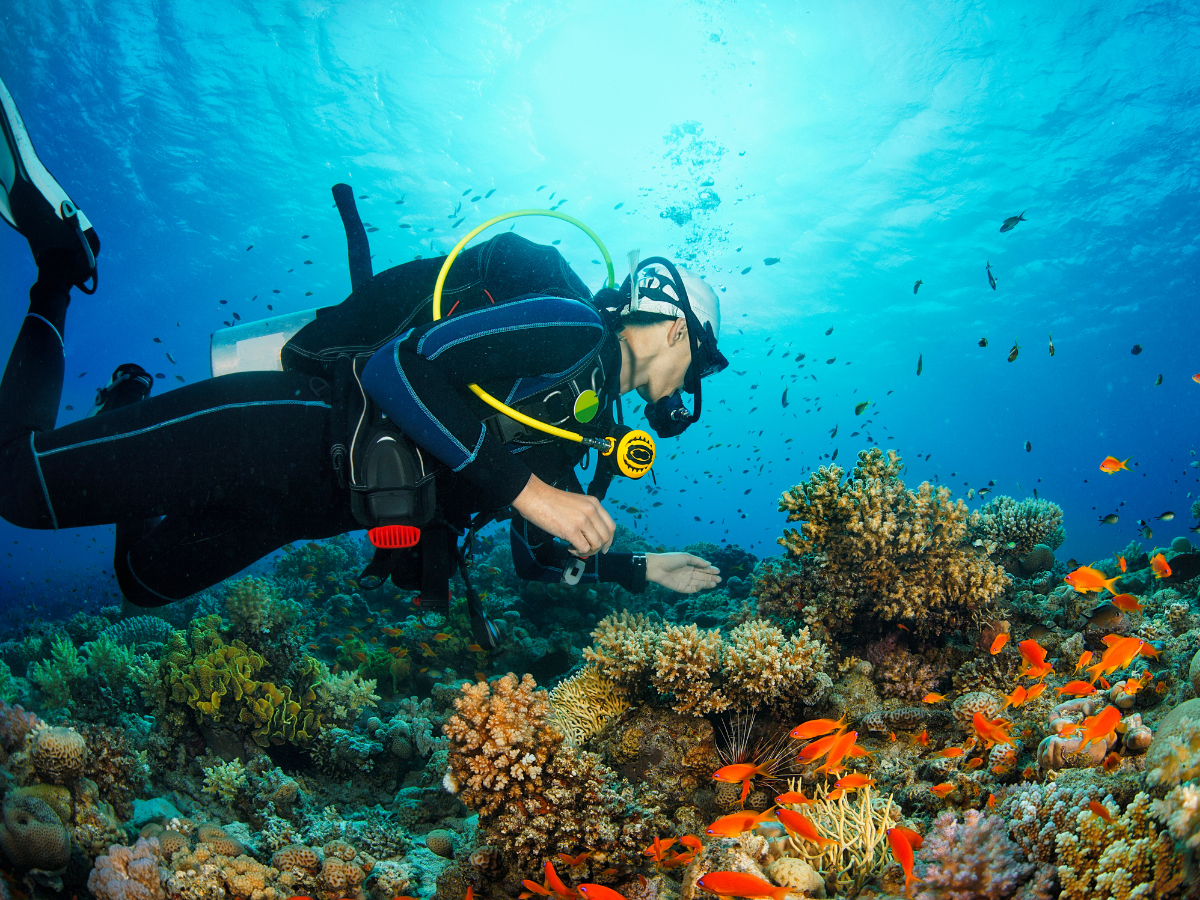 Koh Kood’s Underwater Wonders