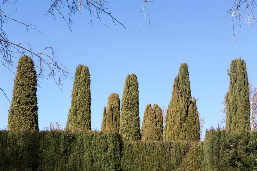 Benefícios no Paisagismo com cipreste italiano