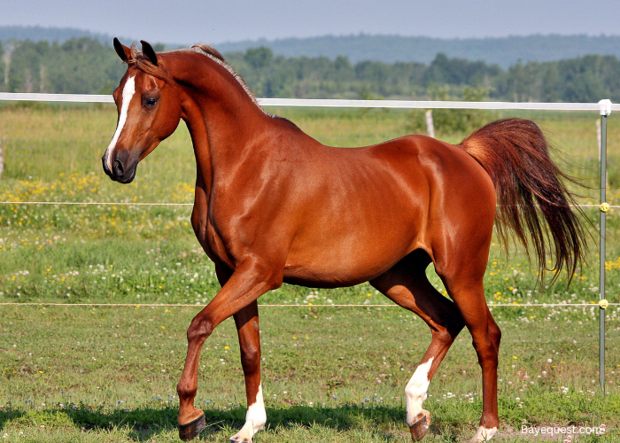 Arabian Horse Names