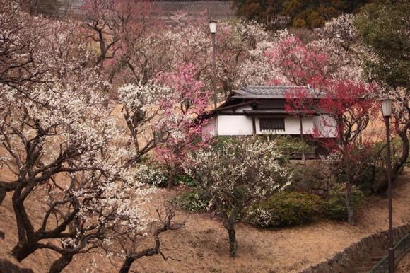 屋外, 草, 小さい, 木 が含まれている画像

自動的に生成された説明