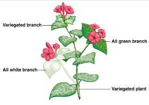 BÀI 9: DI TRUYỀN GENE NGOÀI NHÂN