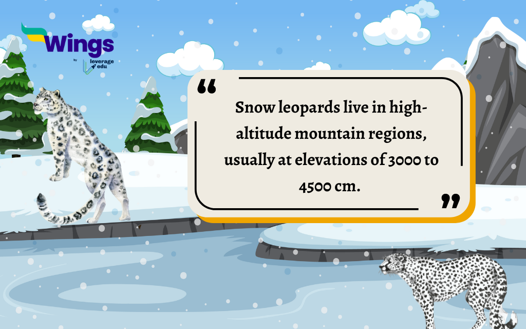 Facts About Snow Leopard
