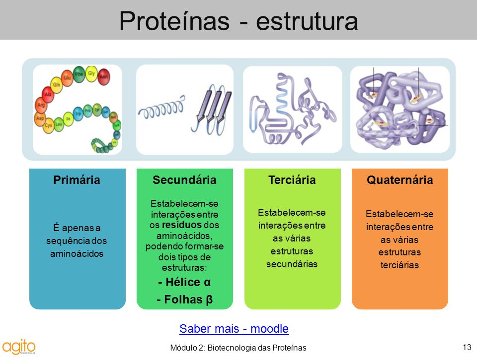 Os quatro níveis de organizações estruturais das proteínas