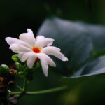 Night Flowering Jasmine