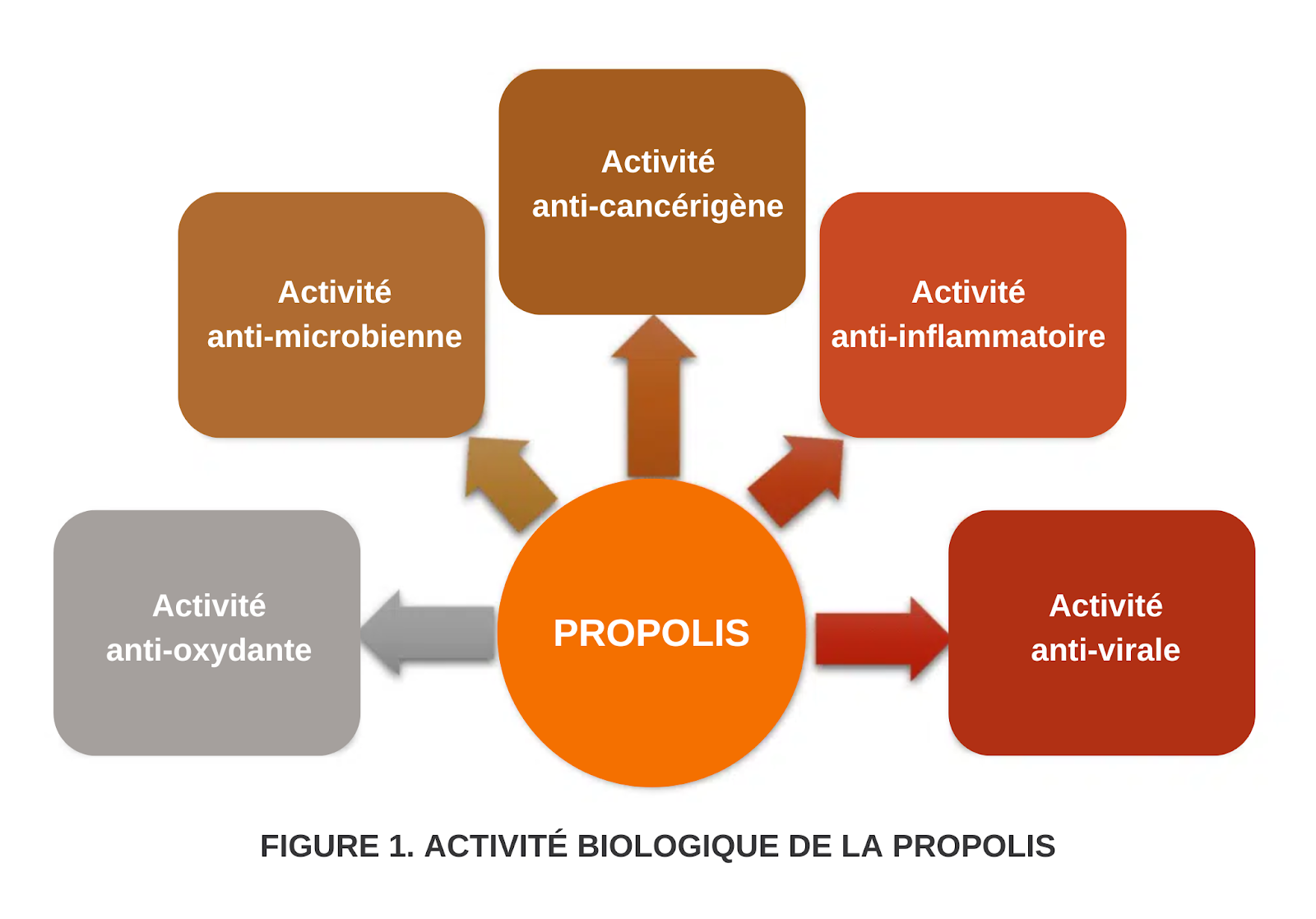 La propolis et ses propriétés bénéfiques pour la santé - Non classifié(e)