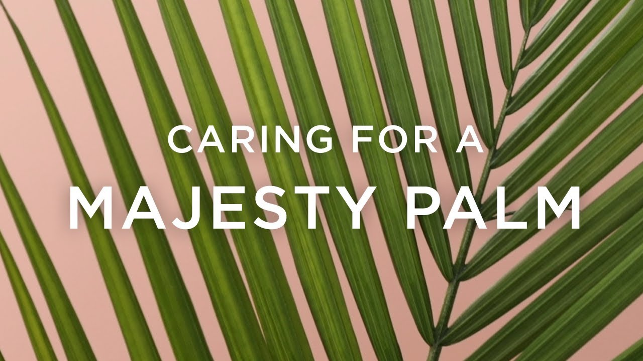 Care for Majesty Palm