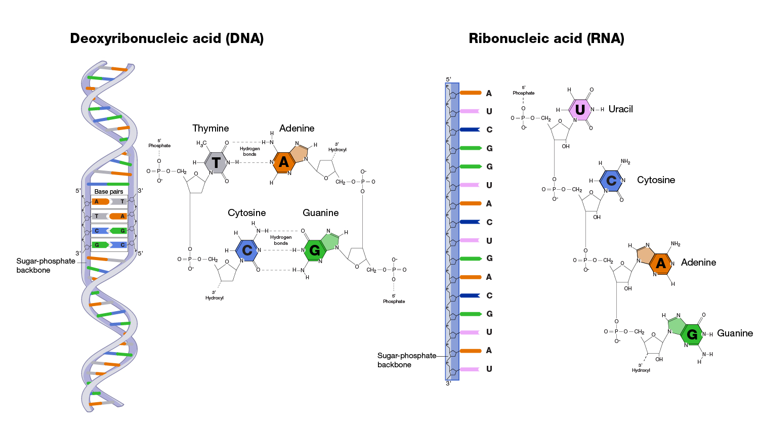 The comprehensive analysis  of DNA vs. RNA Sequencing 