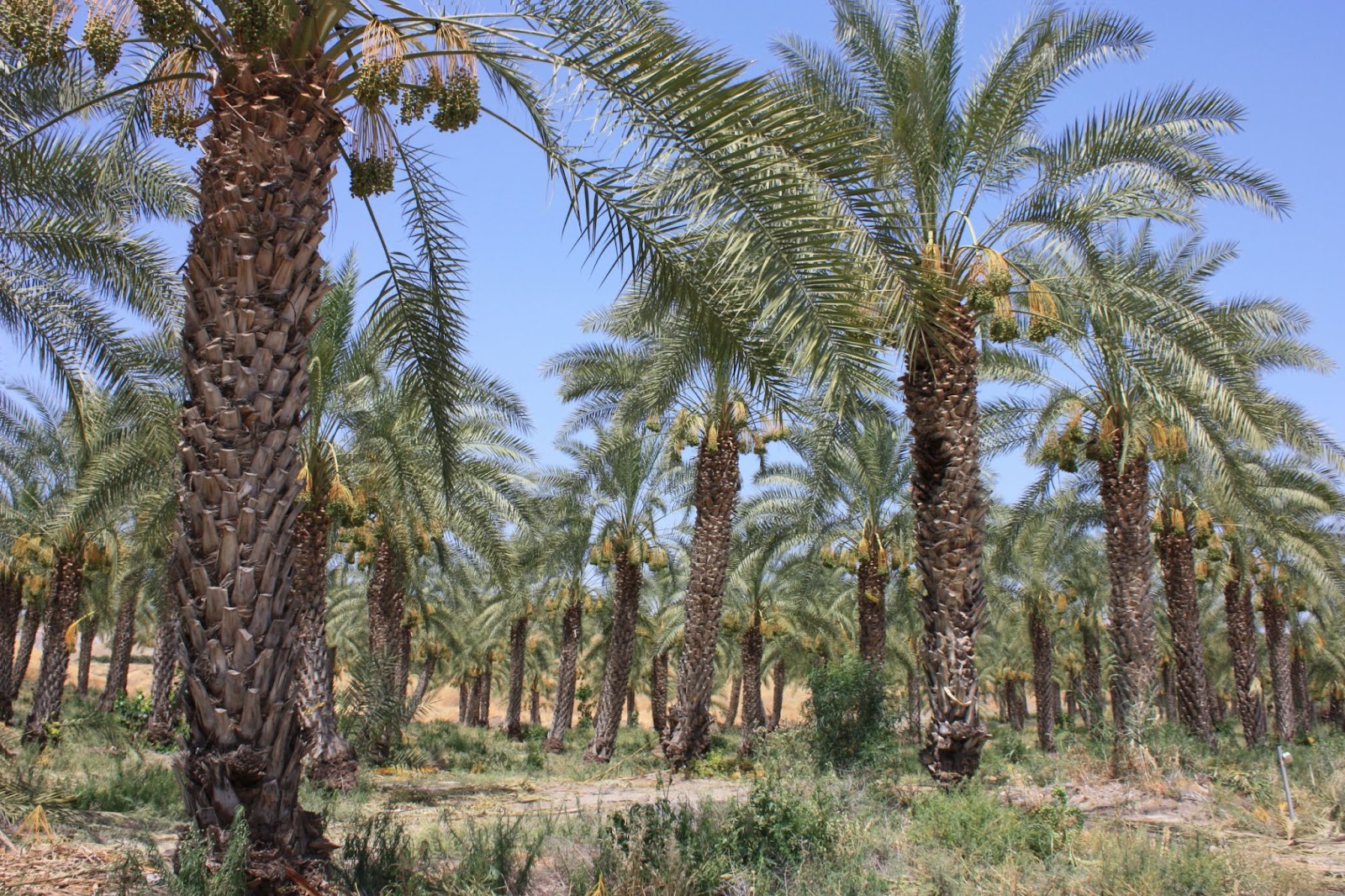 Palmeraie, Marrakech