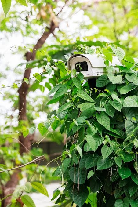 Security camera covered with bush 
