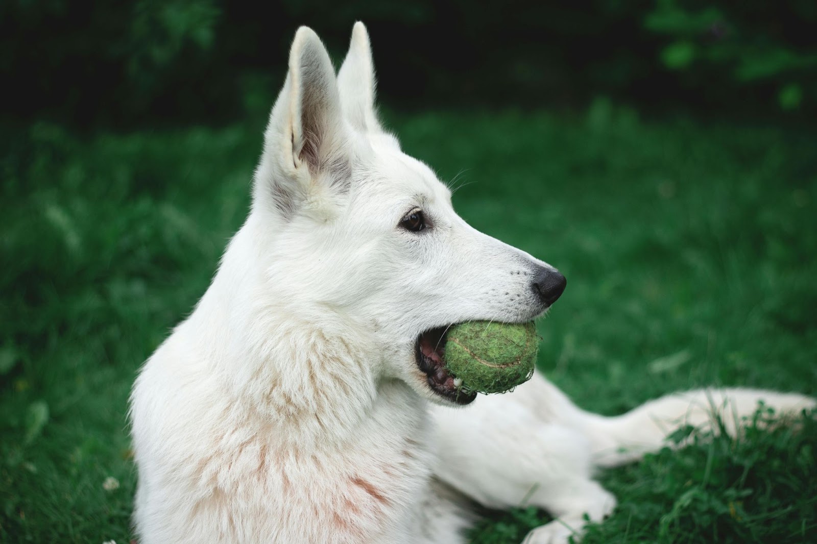 White Dog Holding Tennis Ball in Mouth