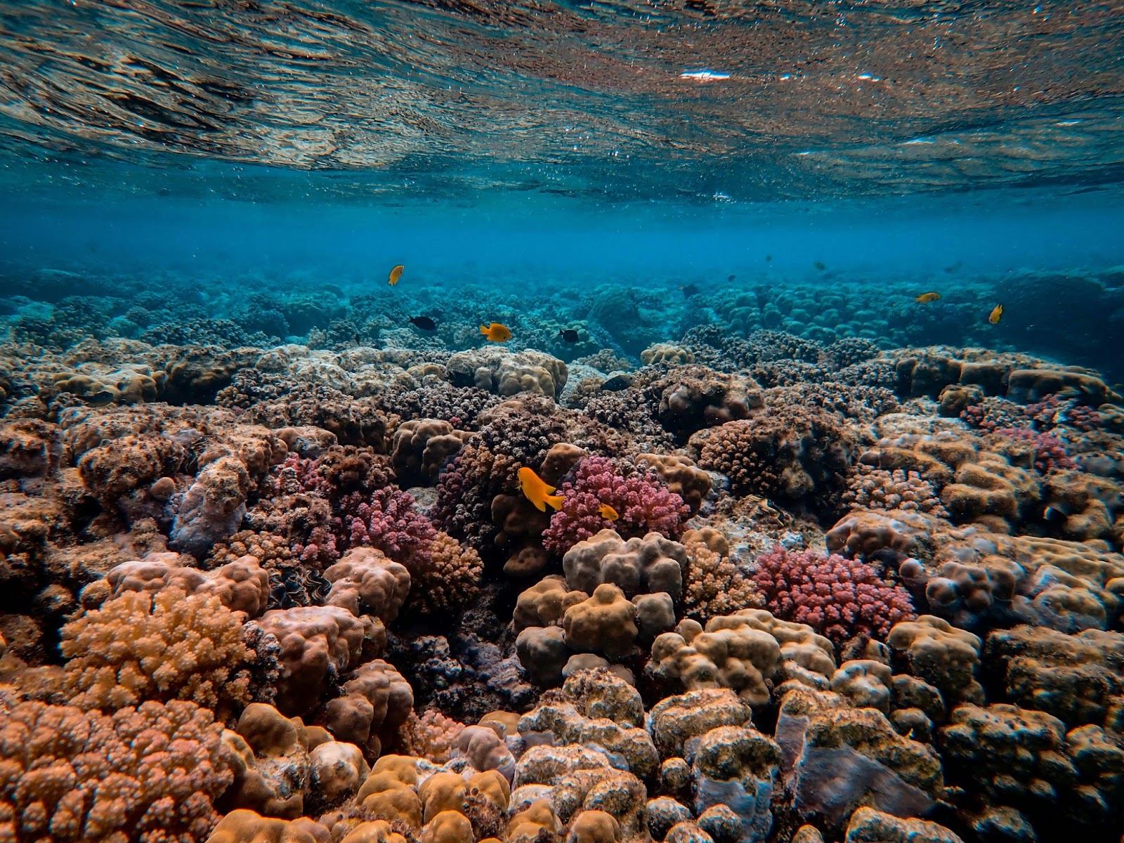 If your hobby is snorkeling, the world has so many great (barrier) reefs to offer! 