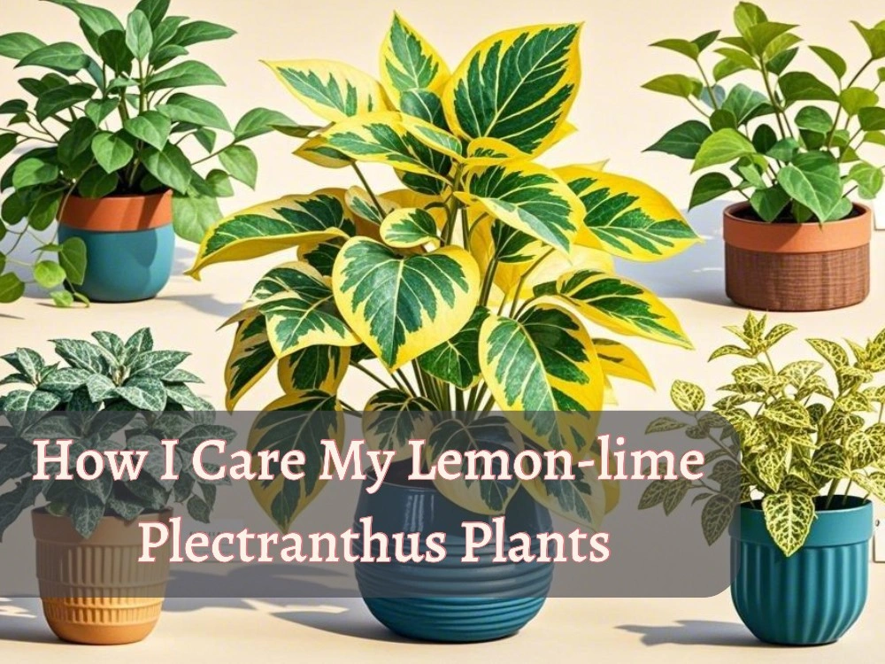 Understanding the Needs of Plectranthus Lemon Lime