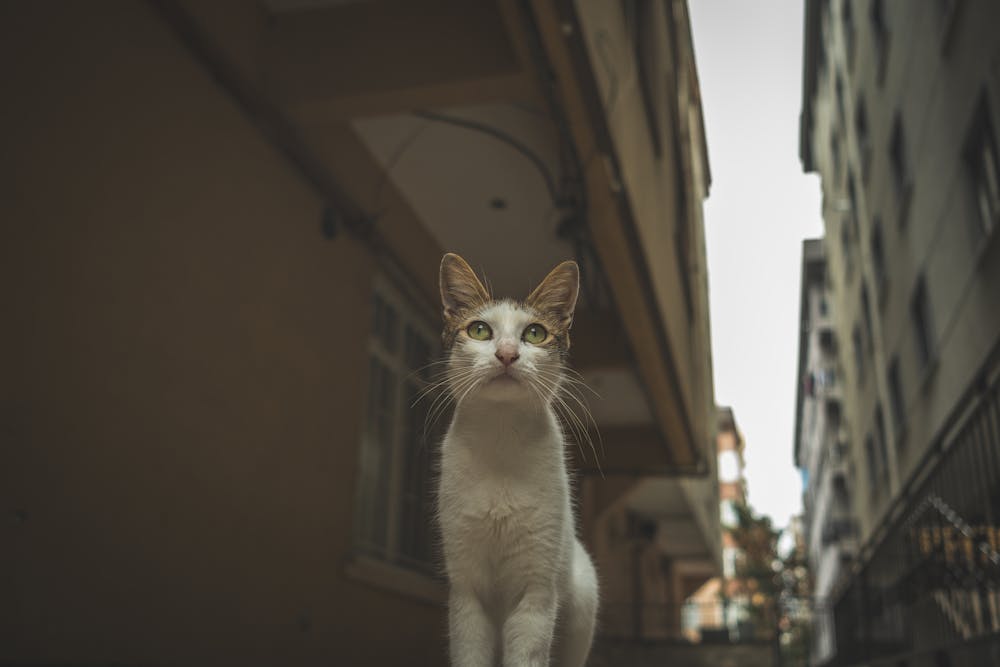 cute cats in the street