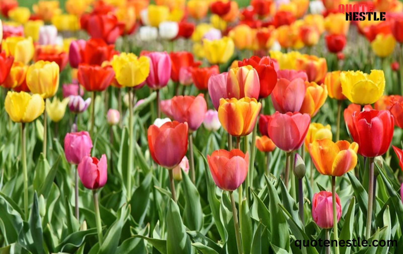 Tulip Fields