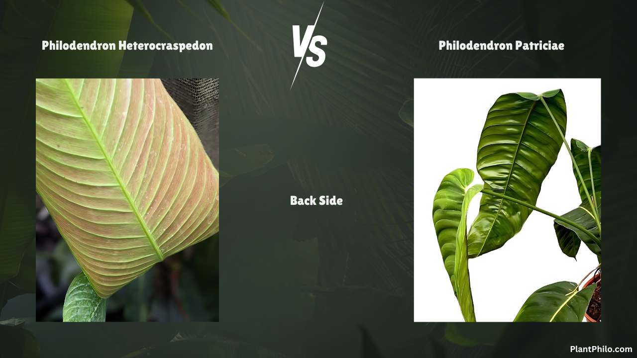 philodendron heterocraspedon vs. patriciae leaf back side Comparison difference Leaf Shape Color Growth Habit Common Problems and Solutions 