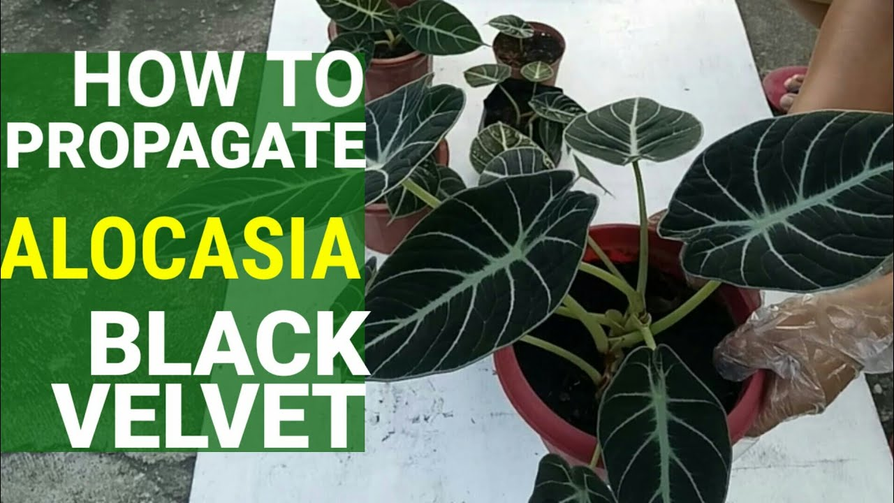 propagate Black Velvet Plant