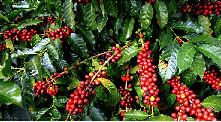 types of Indonesian coffee