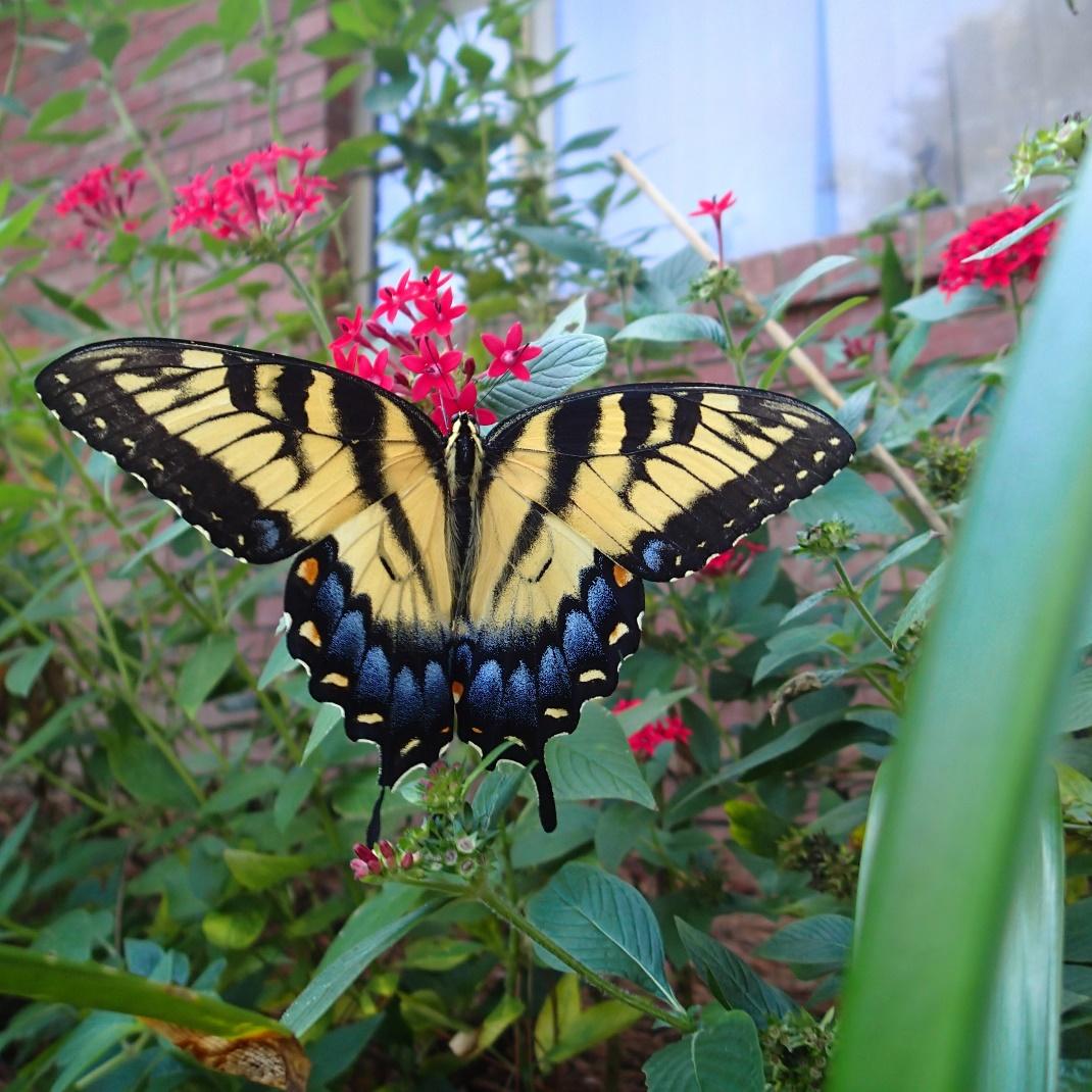 A butterfly on a plant

Description automatically generated