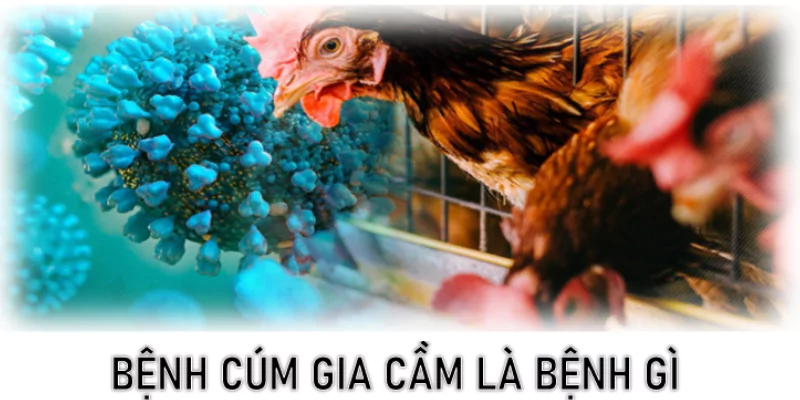 Bệnh cúm gia cầm là bệnh gì?