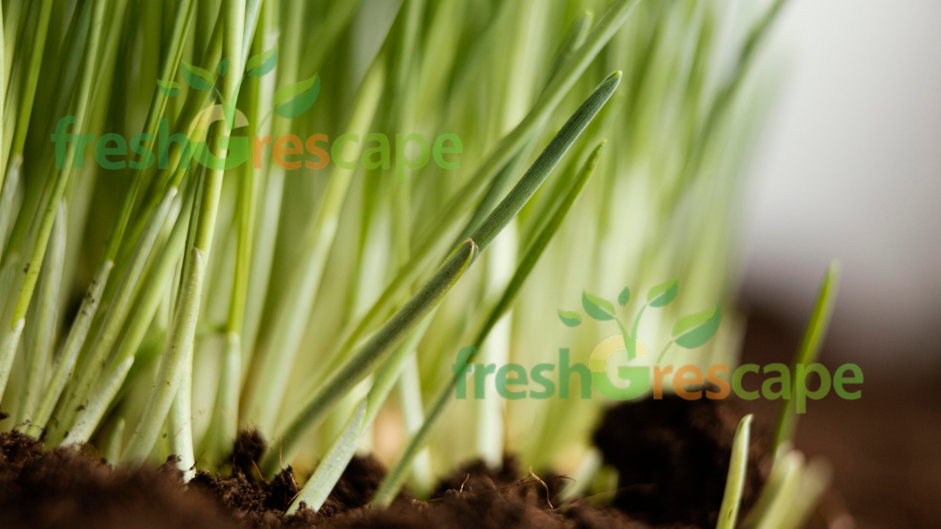 How-to-plant-grass-seeds