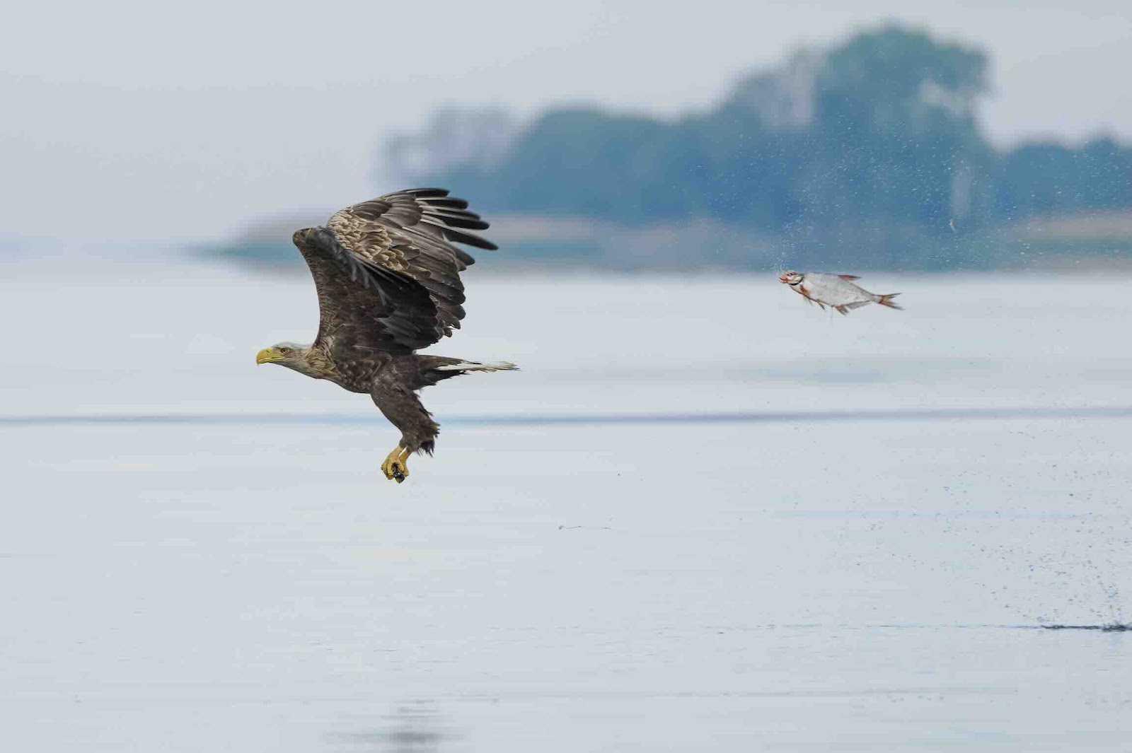 https://c02.purpledshub.com/uploads/sites/62/2024/12/Nikon-Comedy-Wildlife-Awards-unexpected-role-swap.jpg