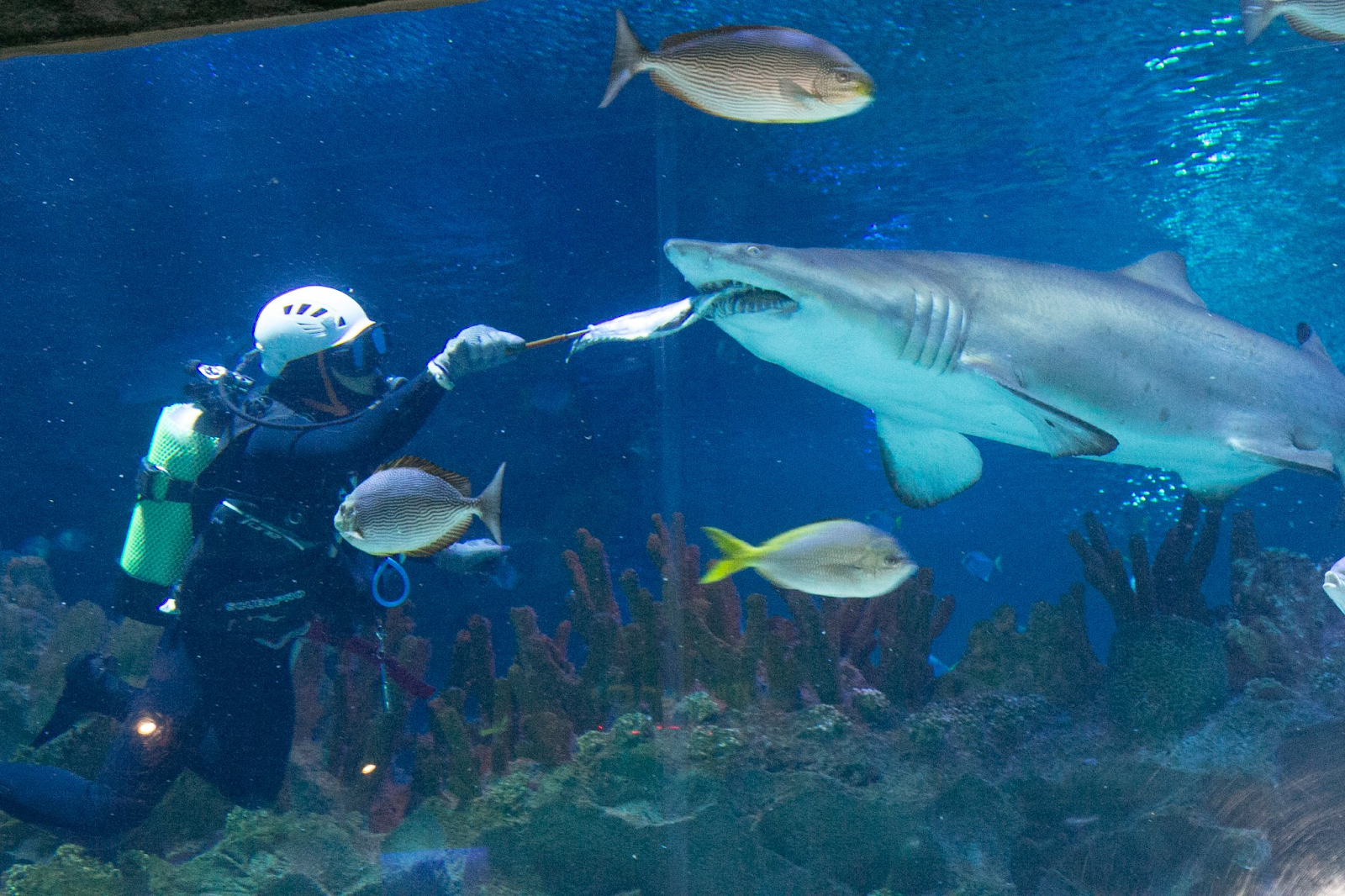 Aquaria KLCC: Destinasi Menarik untuk Cuti Sekolah & Peminat Haiwan Akuatik!