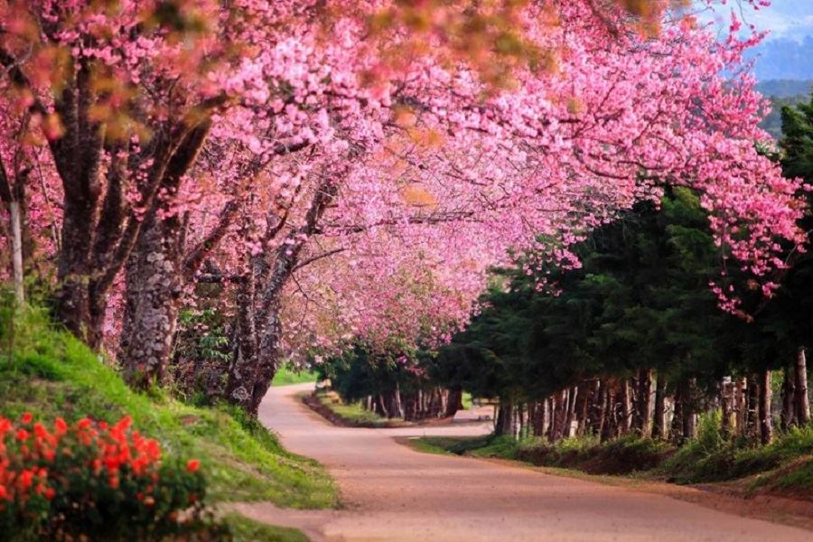 Sakura flowers in Chiang Mai 