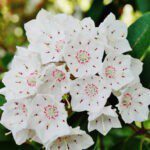 Mountain Laurel