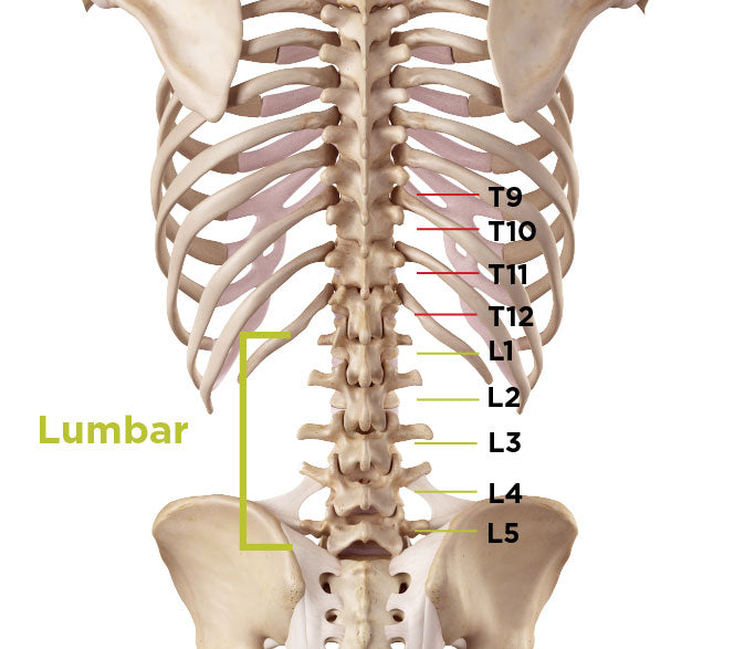 Anatomy of where you would feel pain from lumbar spinal stenosis treatment