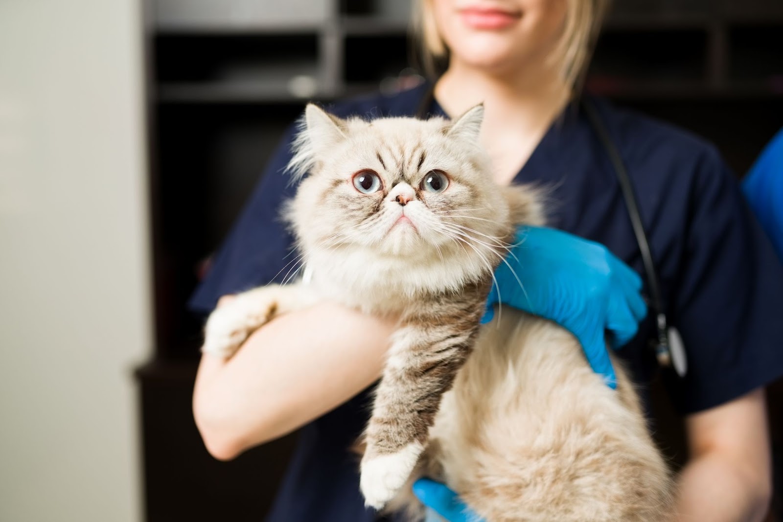 close-up of grey persian cat in the arms of a female veterinarian with gloves.