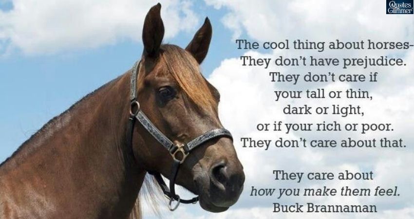 Horse Quotes About Care and Companionship