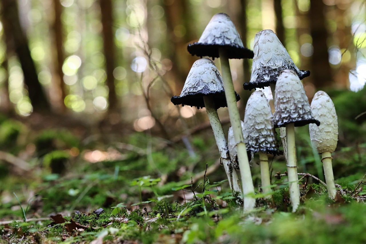 Cluster of ink cap mushrooms growing on a mossy forest floor with blurred trees in the background.