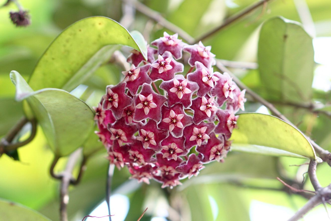 Hoya Plant
