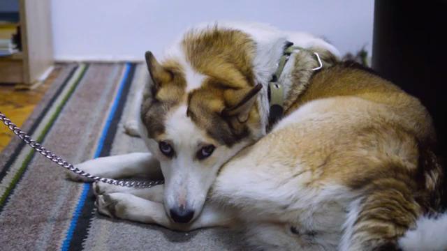 Я зимовий одяг не взяла, але взяла собаку. Тому що для мене було головне забрати сестру, її онука та собаку.