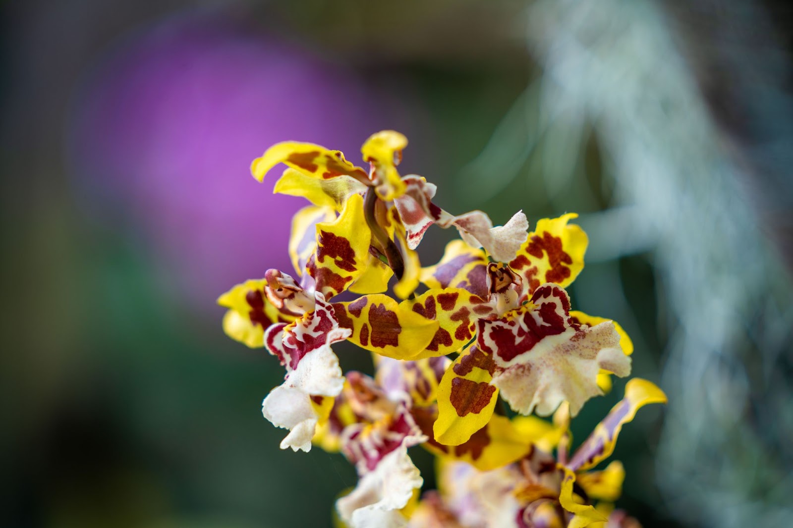 Orquídea amarela com manchas irregulares marrons em um Close-Up onde o fundo é uma vegetação verde muito borrada.