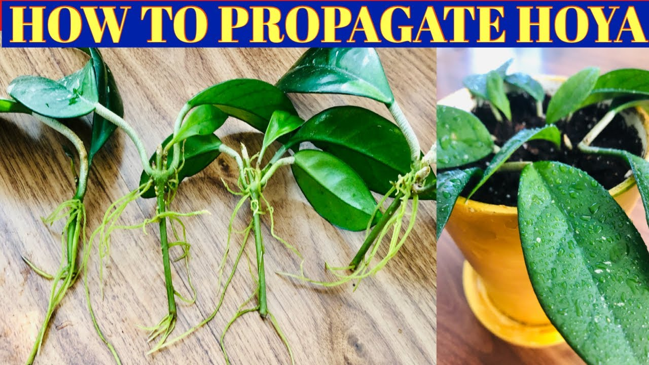 How to Propagate and Grow Hoya Plant