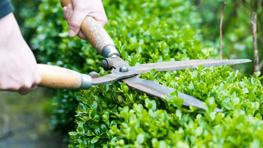 A manual trimmer trimming trimming flowers. Choosing manual vs electric trimmer, which is best?