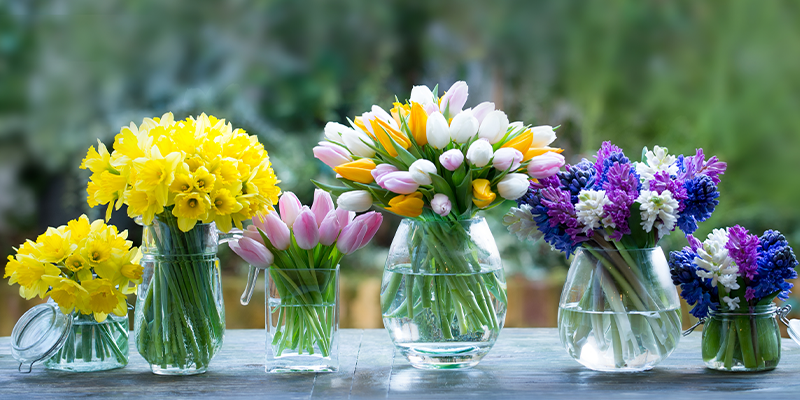 The Allure of Spring Flowers