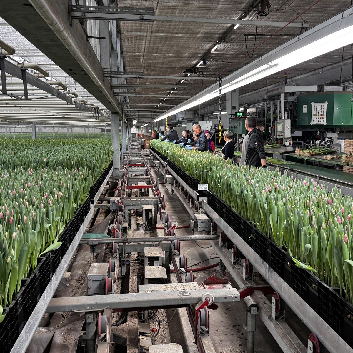 Afbeelding met gebouw, plant, overdekt, groen

Automatisch gegenereerde beschrijving