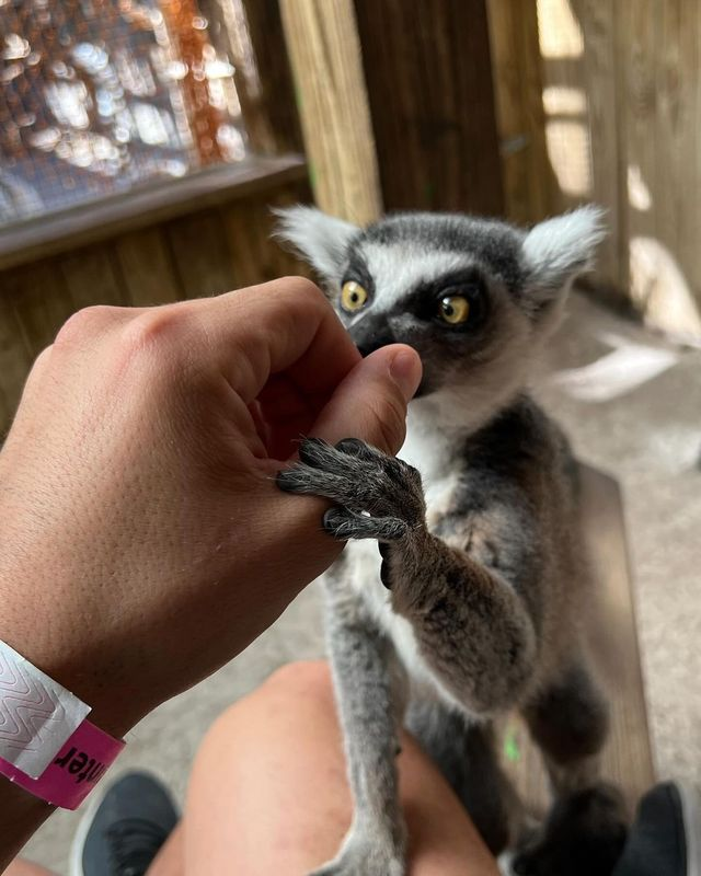 A lemur holding a person’s hand.