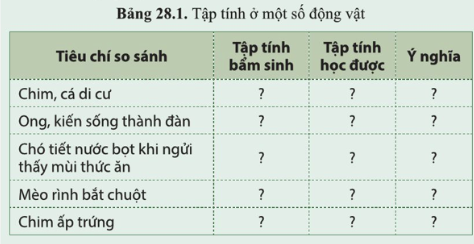 BÀI 28. TẬP TÍNH Ở ĐỘNG VẬT MỞ ĐẦUCâu hỏi: Quan sát hình 28.1, mô tả hoạt động của mèo và chuột. Hoạt động đó của mèo và chuột có được gọi là cảm ứng không?Đáp án chuẩn:Mèo đuổi theo chuột, rình và vồ chuột, chuột chạy trốn mèo → Hoạt động đó là cảm ứng.I. KHÁI NIỆM VÀ VAI TRÒ CỦA TẬP TÍNH Ở ĐỘNG VẬTCâu 1: Cho ví dụ tập tính ở một số động vật mà em biếtĐáp án chuẩn:Làm tổ của chim, đào hang của chuột và cua đồng,...Câu 2: Nêu vai trò của tập tính đối với động vậtĐáp án chuẩn:Đảm bảo cho động vật thích nghi được với môi trường sống.Câu 3: Quan sát hình 28.2:a. Nêu ý nghĩa của mối tập tính đối với động vật, con người ở hình a, b, c, db. Cho biết tập tính nào là bẩm sinh, tập tính nào là học được Đáp án chuẩn:Hình a: Bảo vệ bản thân, tránh kẻ thù → tập tính bẩm sinhHình b: Tìm kiếm thưc ăn → tập tính học được.Hình c: Thích nghi với môi trường sống → tập tính học được.Hình d: Bảo đảm an toàn cho bản thân → là tập tính học được.Câu hỏi 1: Cho biết những tập tính có trong bảng 28.1 là tập tính bẩm sinh hay tập tính học được. Nêu ý nghĩa của các tập tính đó đối với động vật.Đáp án chuẩn:Tiêu chí so sánhTập tính bẩm sinhTập tính học đượcÝ nghĩaChim, cá di cưx Tránh rét, tìm kiếm nguồn thức ăn và nơi sinh sản.Ong, kiến sống thành đànx Nhận biết đồng loại.Chó tiết nước bọt khi ngửi thấy mùi thức ănx Phản xạ tự nhiên của động vật khi tiếp xúc với thức ăn.Mèo rình bắt chuộtxxKiếm ăn.Chim ấp trứngx Duy trì nòi giốngThực hành: 1. Tìm hiểu một số tập tính của động vật:- Quan sát tập tính của một loài động vật có ở địa phương em hoặc xem video về tập tính của động vật.- Ghi chép thông tin hoặc hình ảnh về tập tính của động vật quan sát được theo mẫu bảng 28.2.- Trình bày kết quả quan sát được.Đáp án chuẩn:Động vậtTập tínhCách thể hiệnHổSăn mồiẨn nấp rình mồi, rượt đuổi, vò mồiGàTìm thức ănBới đất tìm giun đấtTrâu, bòQuay về nơi ởNghe tiếng kêu hoặc tiếng kẻng, trâu/bò sẽ quay về phía chủ và cùng đi về chuồngChóXua đuổi kẻ thùPhát hiện mùi lạ, chó sẽ cảnh báo  Vận dụng 1Câu hỏi: Nêu cơ sở của việc ghi âm tiếng mèo để đuổi chuộtĐáp án chuẩn:Dựa vào tập tính sợ mèo của chuột, khi nghe tiếng mèo kêu chuột thường bỏ chạy.Câu hỏi 2: Kể thêm một số ứng dụng hiểu biết về tập tính của động vật vào thực tiễn.   Đáp án chuẩn:Dạy hổ, voi, khỉ làm xiếc, dạy cá heo lao qua vòng tròn (giải trí).Thực hành: 2. Xây dựng thói quen học tập khoa học cho bản thân.Đáp án chuẩn:Học tập đúng giờ, làm bài tập đầy đủ.II. ỨNG DỤNG HIỂU BIẾT VỀ TẬP TÍNH VÀO THỰC TIỄNVận dụng 2Câu hỏi: Vì sao người ta có thế dùng biện pháp bẫy đèn ban đêm diệt côn trùng có hại?Đáp án chuẩn:Vì dựa vào tập tính bị thu hút bởi ánh sáng của côn trùng.Vận dụng 3Câu hỏi: Vì sao người dân vùng biển thường câu mực vào ban đêm?Đáp án chuẩn:Vì dựa vào đặc tính bơi lại tìm thức ăn khi cảm nhận được nguồn sáng của mực.Vận dụng 4