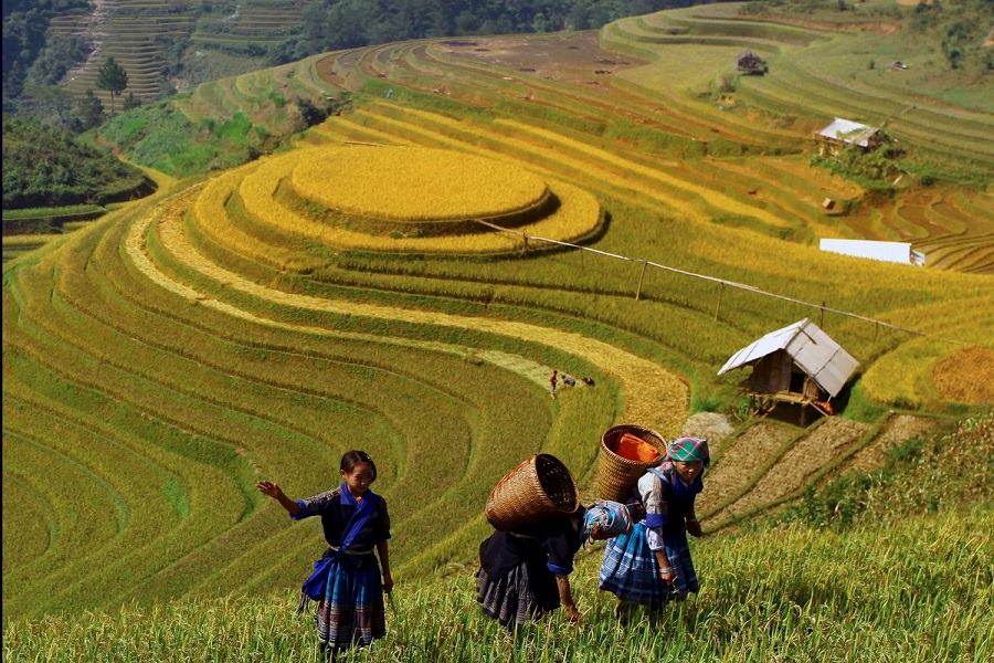 Mong women in harvest time 