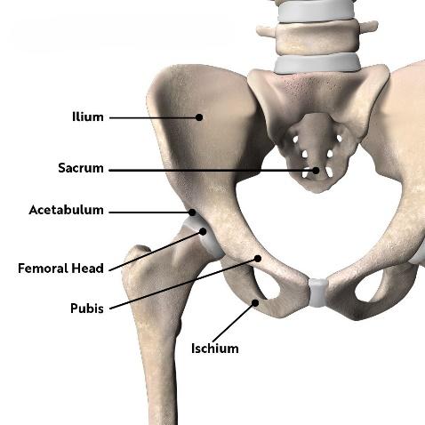 A skeleton of the hip</p>
<p>Description automatically generated