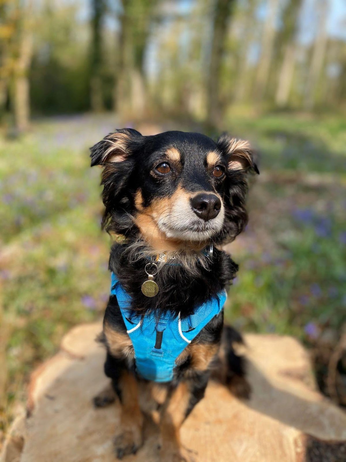 image shows Rico a small brown and tan dog sat on a tree stump