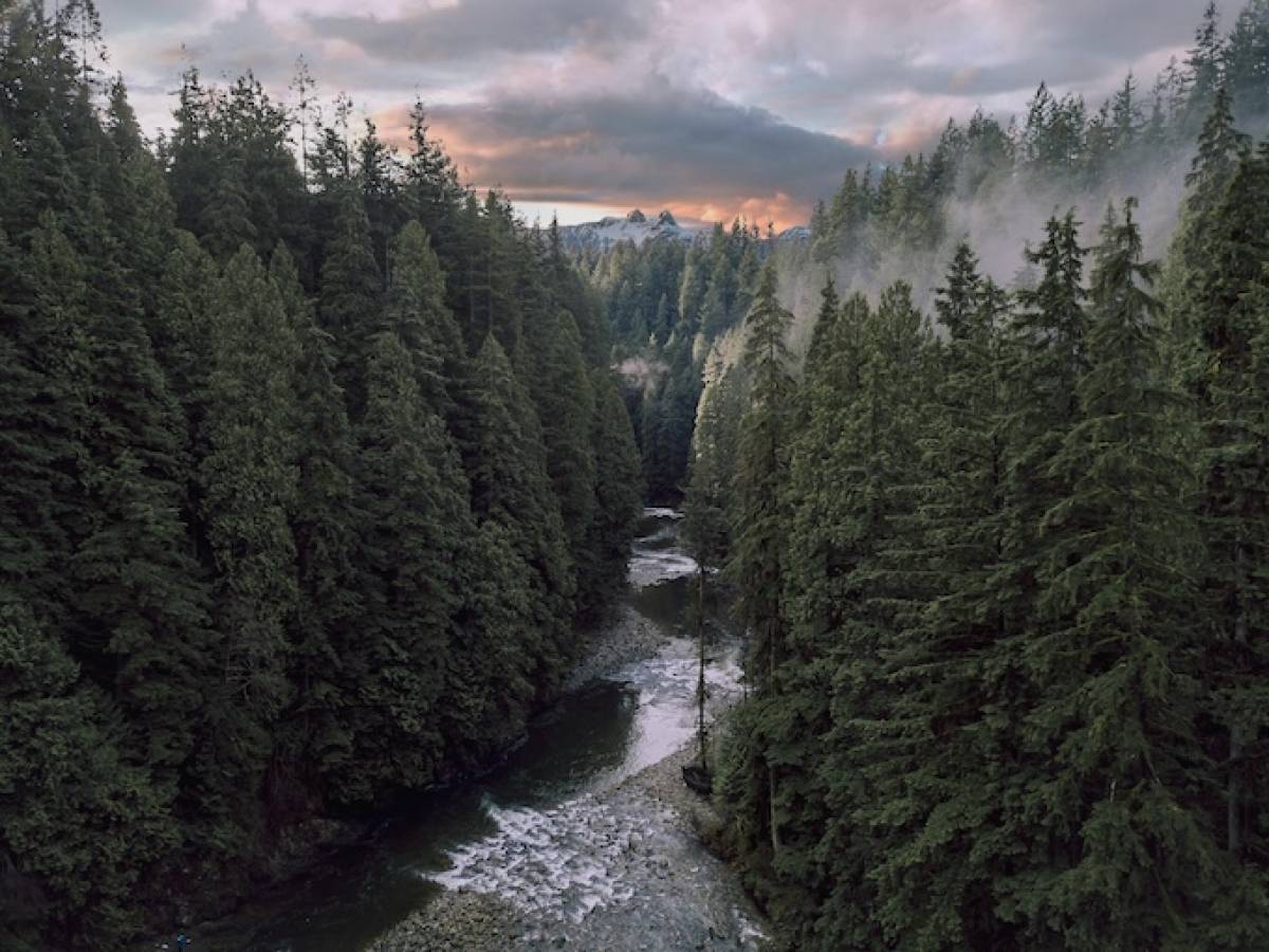 A photograph of a river winding through fir strees with mountains in the background