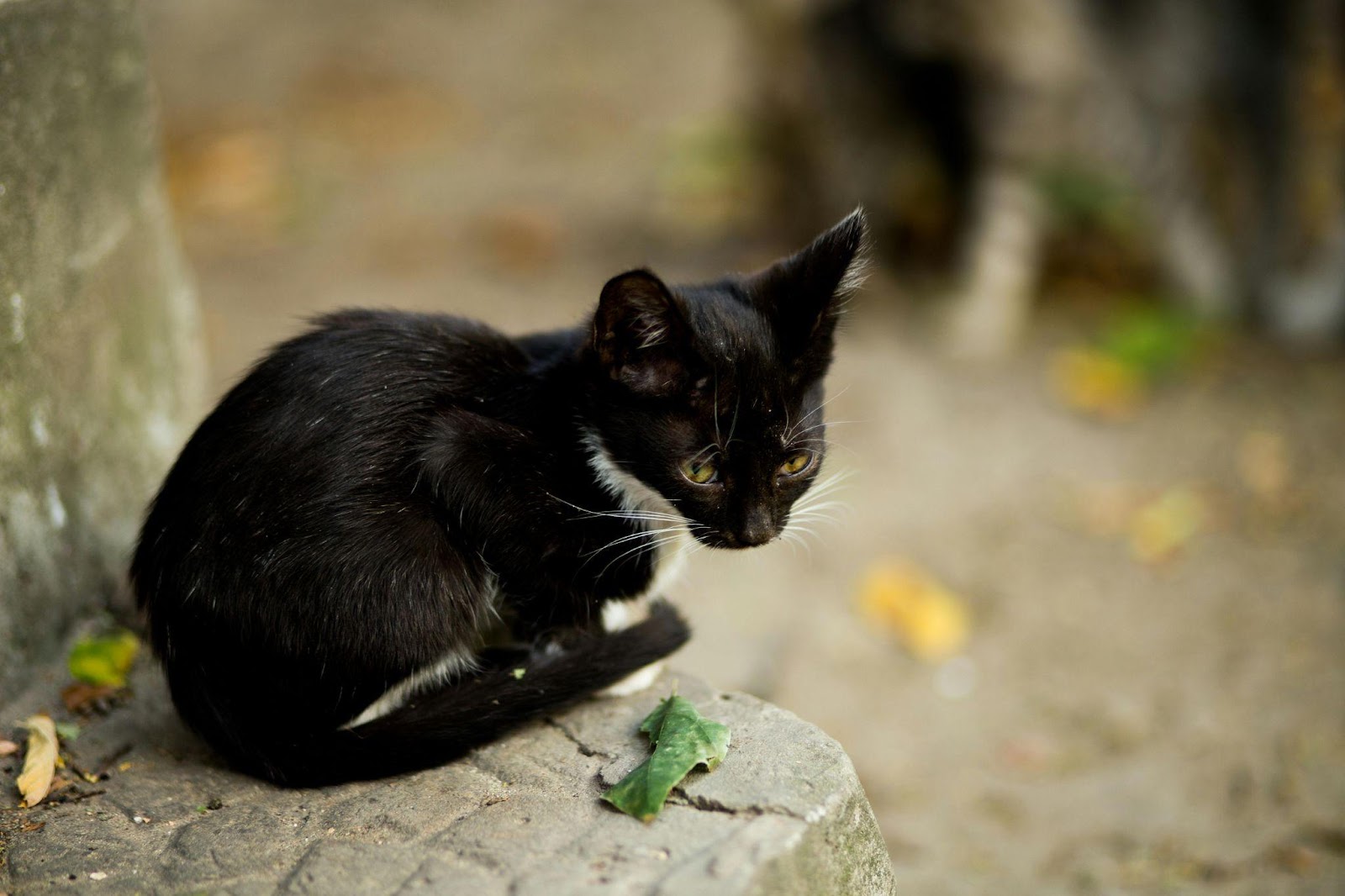 Silent Signs Your Cat Is Miserable