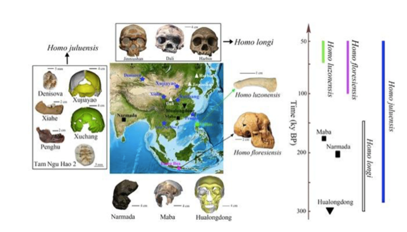 New species of archaic people from 50,000 years in the past known